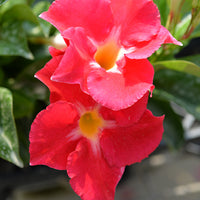 Mandevilla Aloha Pink Star - Ladybird Nursery