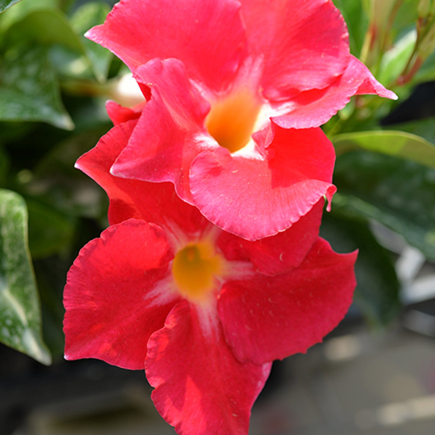 Mandevilla Aloha Pink Star - Ladybird Nursery