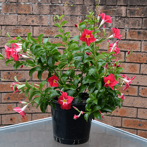 Mandevilla Aloha Pink Star - Ladybird Nursery