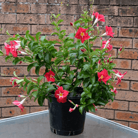 Mandevilla Aloha Pink Star