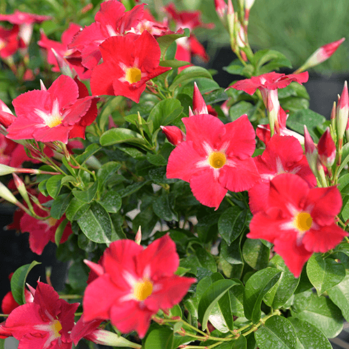 Mandevilla Aloha Pink Star - Ladybird Nursery