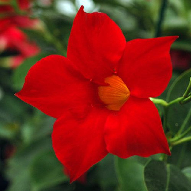 Mandevilla Aloha Red