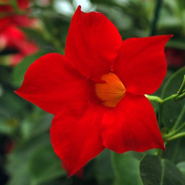 Mandevilla Aloha Red - Ladybird Nursery