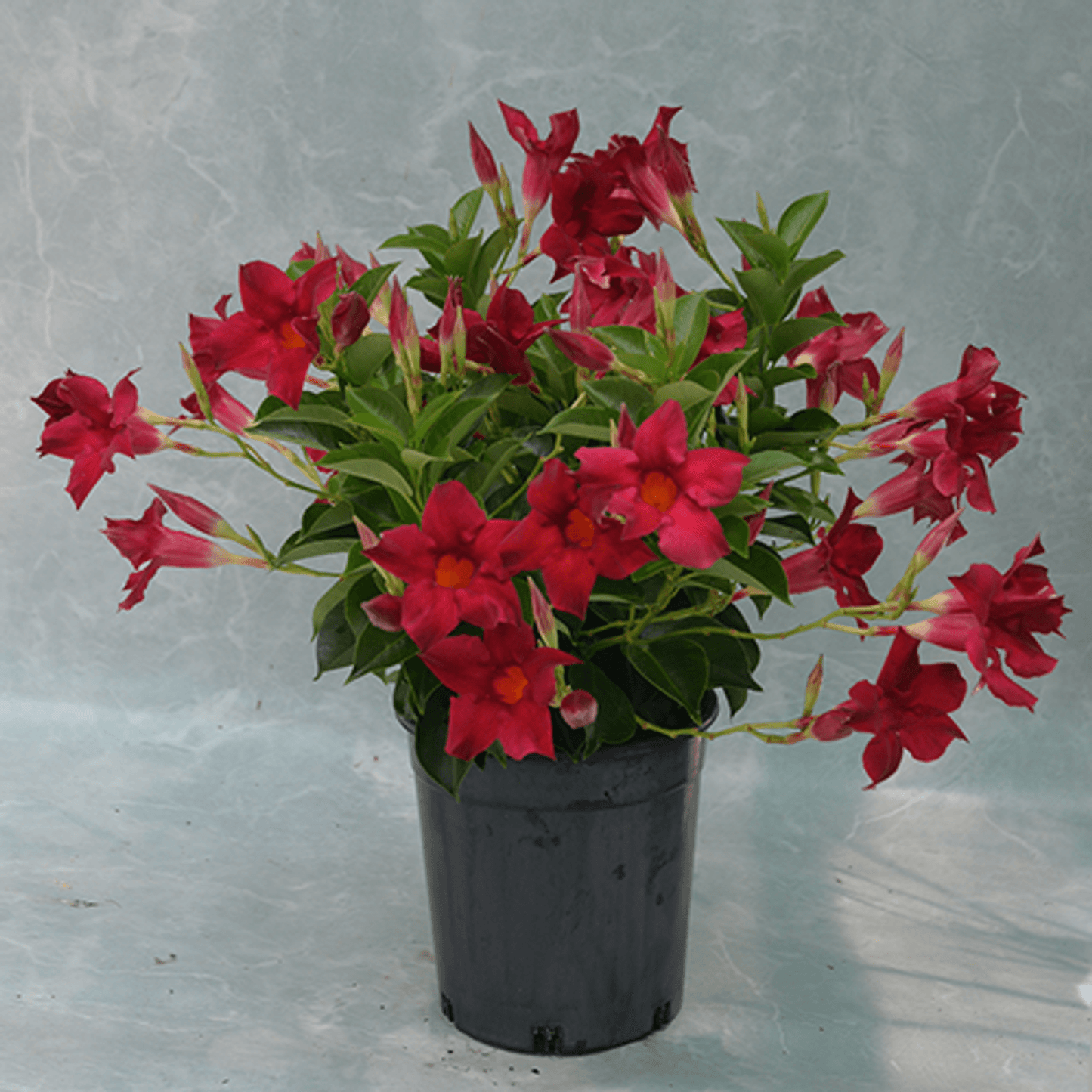 Mandevilla Aloha Red
