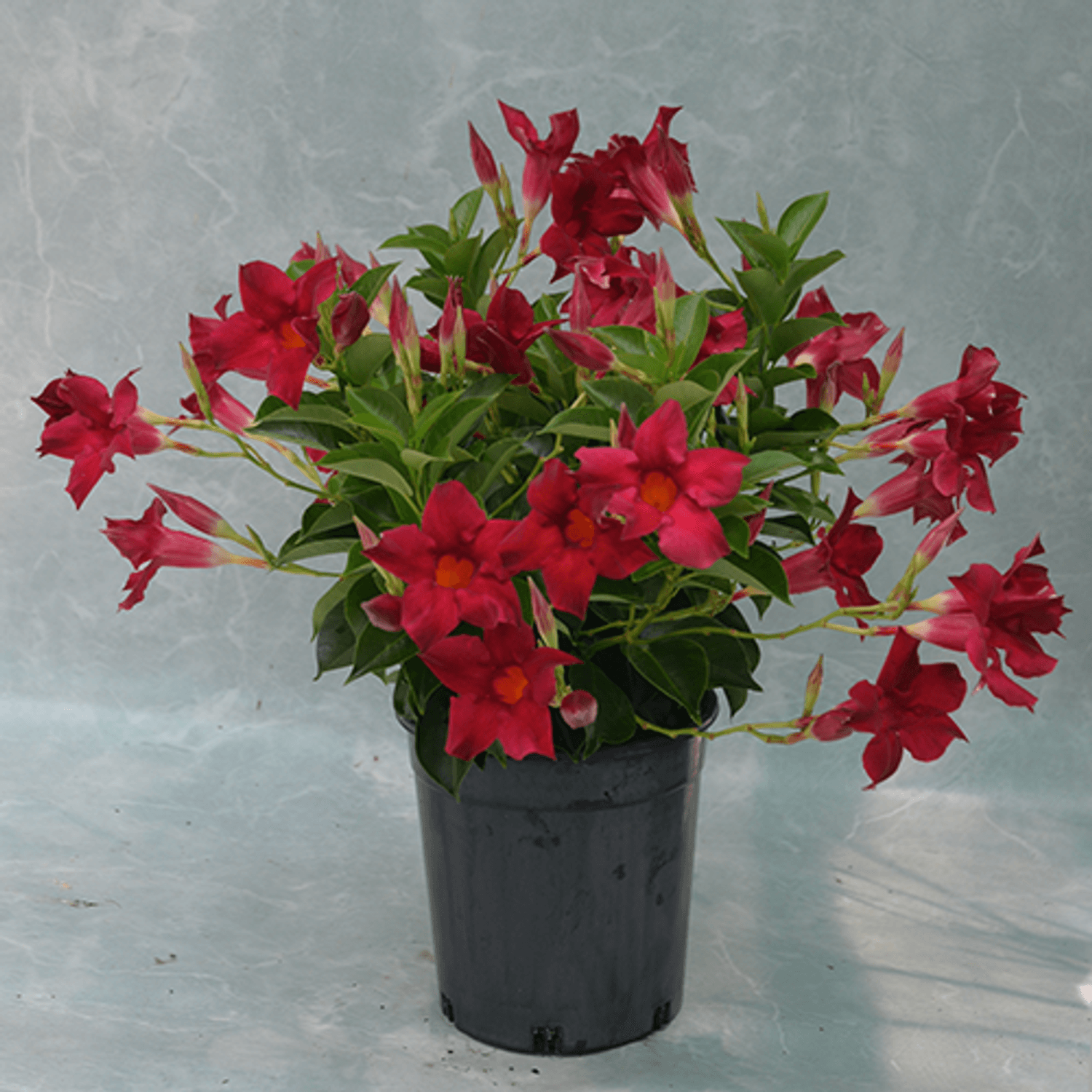 Mandevilla Aloha Red