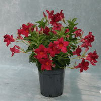 Mandevilla Aloha Red