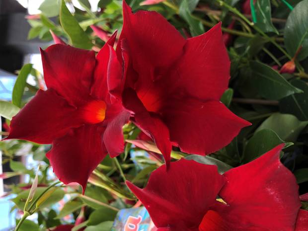 Mandevilla Aloha Red