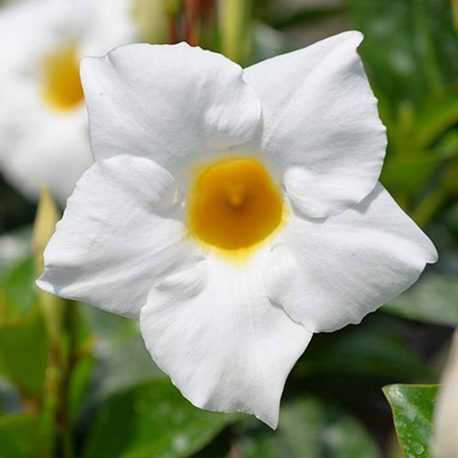 Mandevilla Aloha White