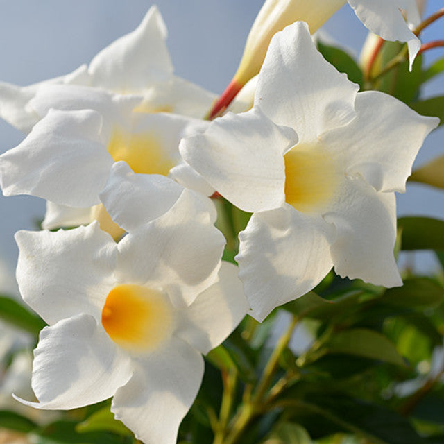 Mandevilla Aloha White