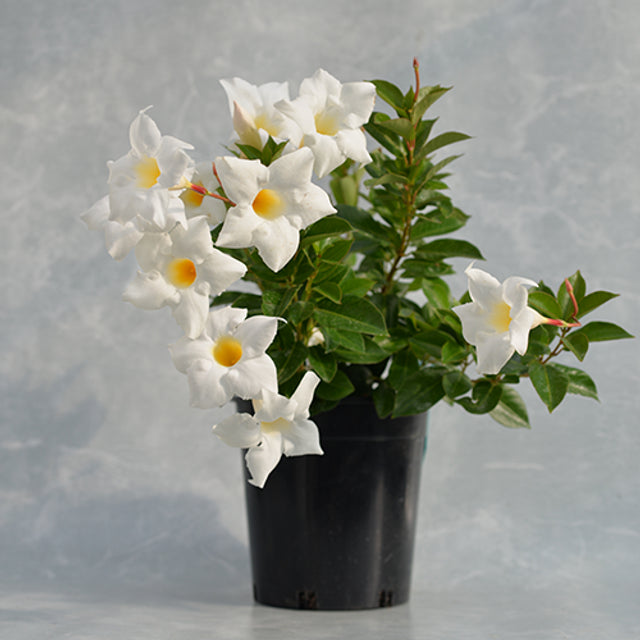 Mandevilla Aloha White