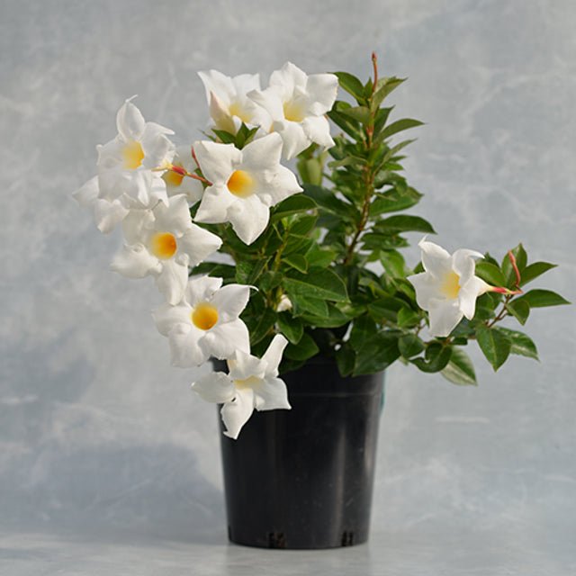 Mandevilla Aloha White - Ladybird Nursery