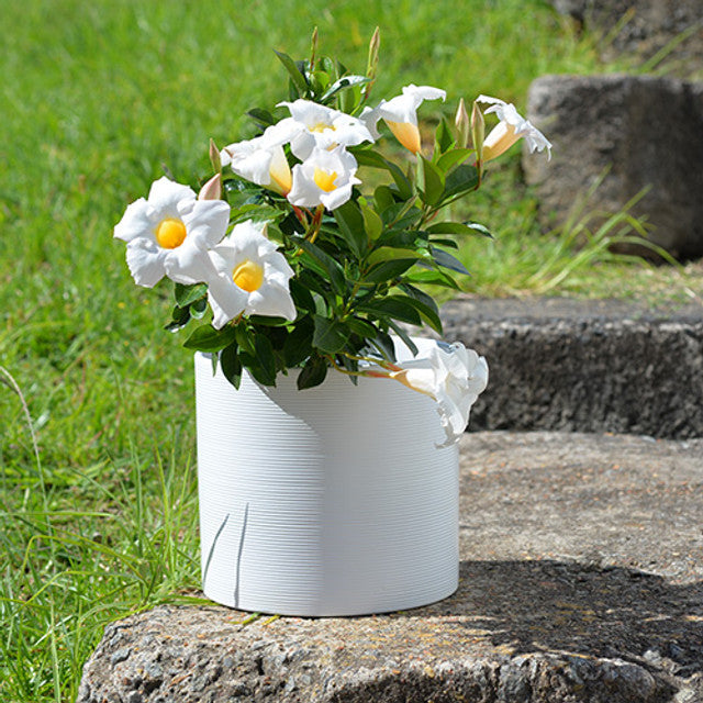 Mandevilla Aloha White