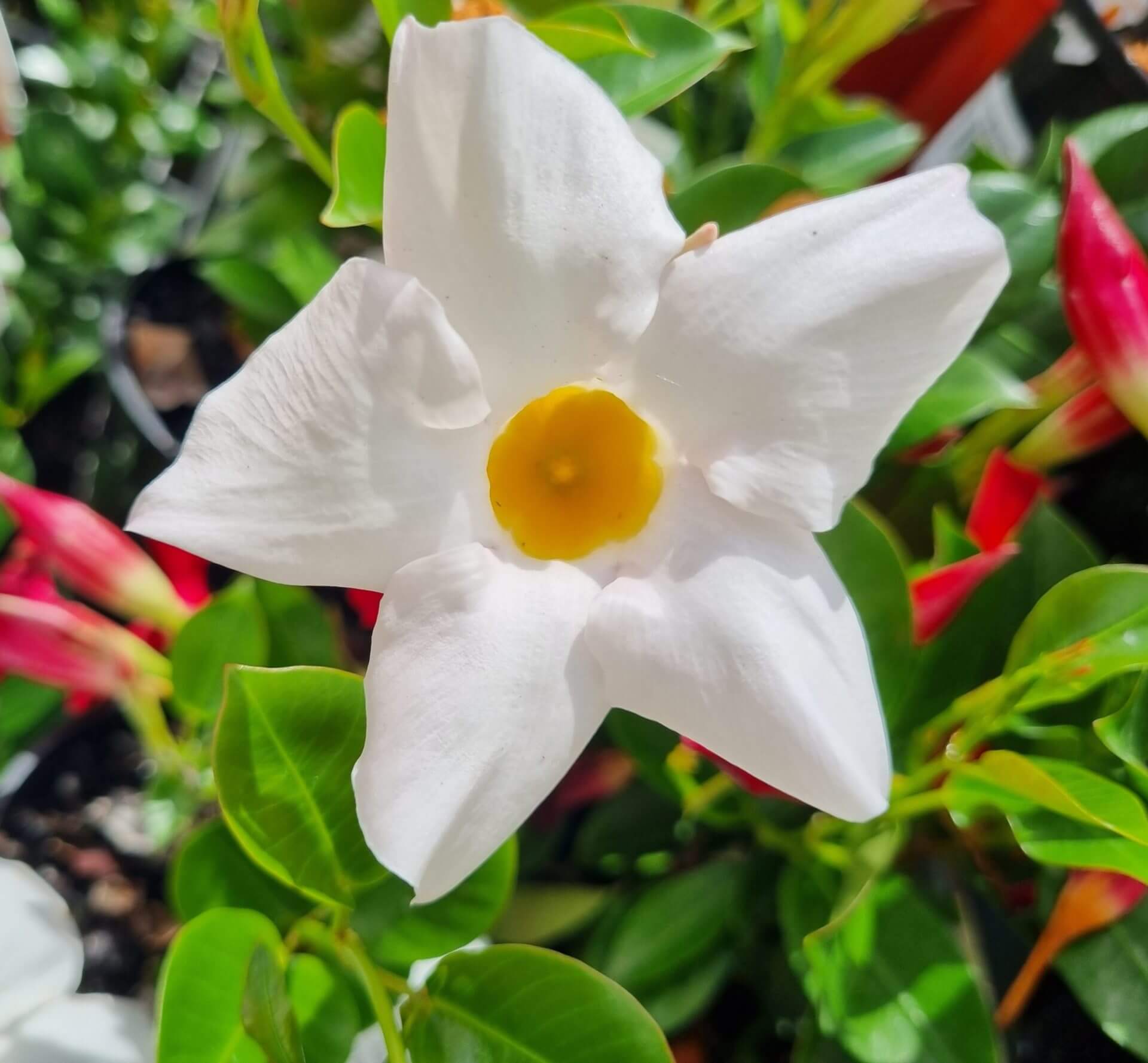 Mandevilla Aloha White