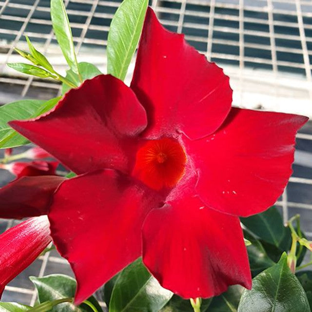 Mandevilla Burgundy Beauty