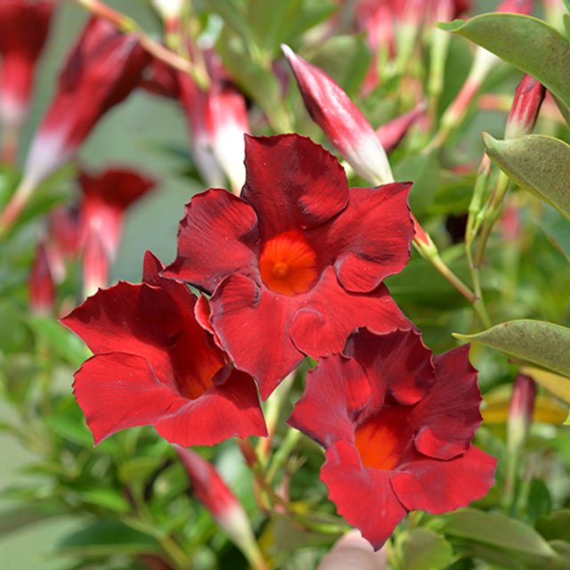 Mandevilla Burgundy Beauty - Ladybird Nursery