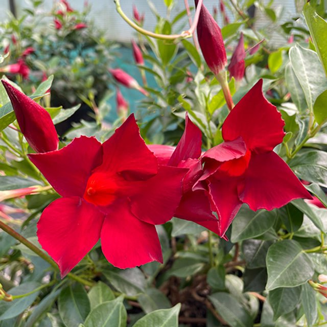 Mandevilla Burgundy Beauty - Ladybird Nursery