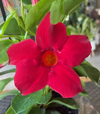 Mandevilla Burgundy Beauty