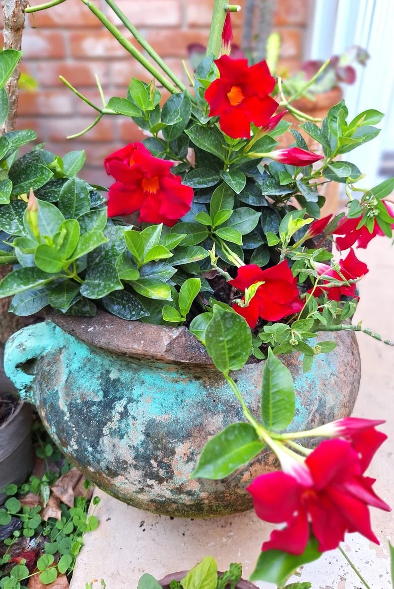 Mandevilla Deep Red (Dipladenia spp.) - Ladybird Nursery