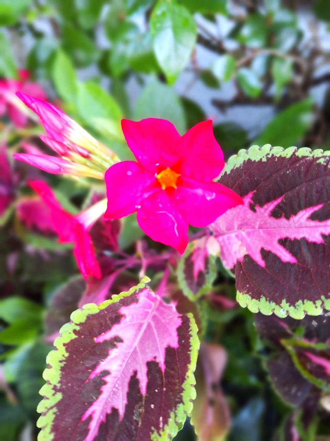 Mandevilla Deep Red (Dipladenia spp.) - Ladybird Nursery
