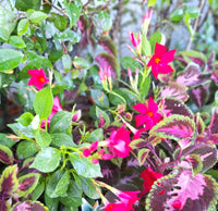 Mandevilla Deep Red (Dipladenia spp.)