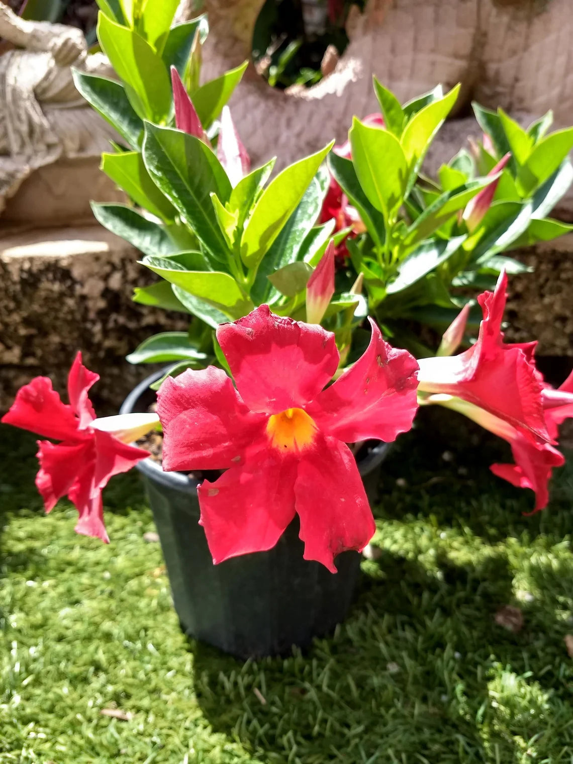Mandevilla Deep Red (Dipladenia spp.)