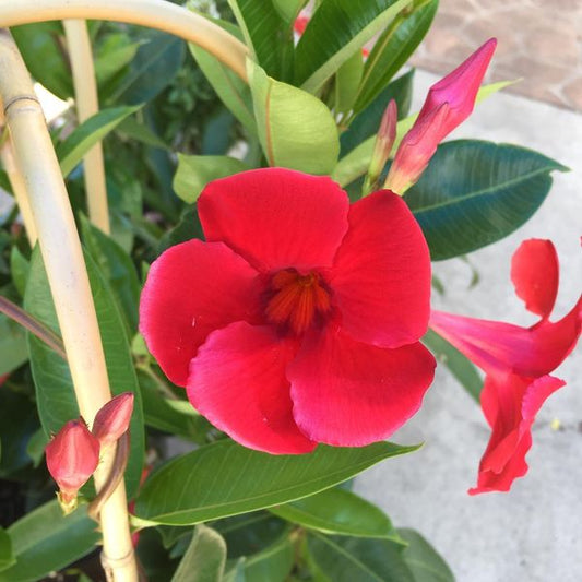 Mandevilla Diamantina Agathe Scarlet