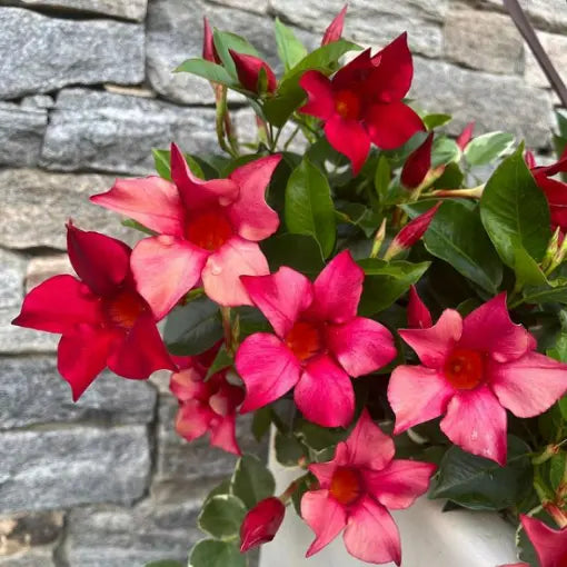 Mandevilla Diamantina Agathe Scarlet
