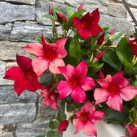 Mandevilla Diamantina Agathe Scarlet - Ladybird Nursery
