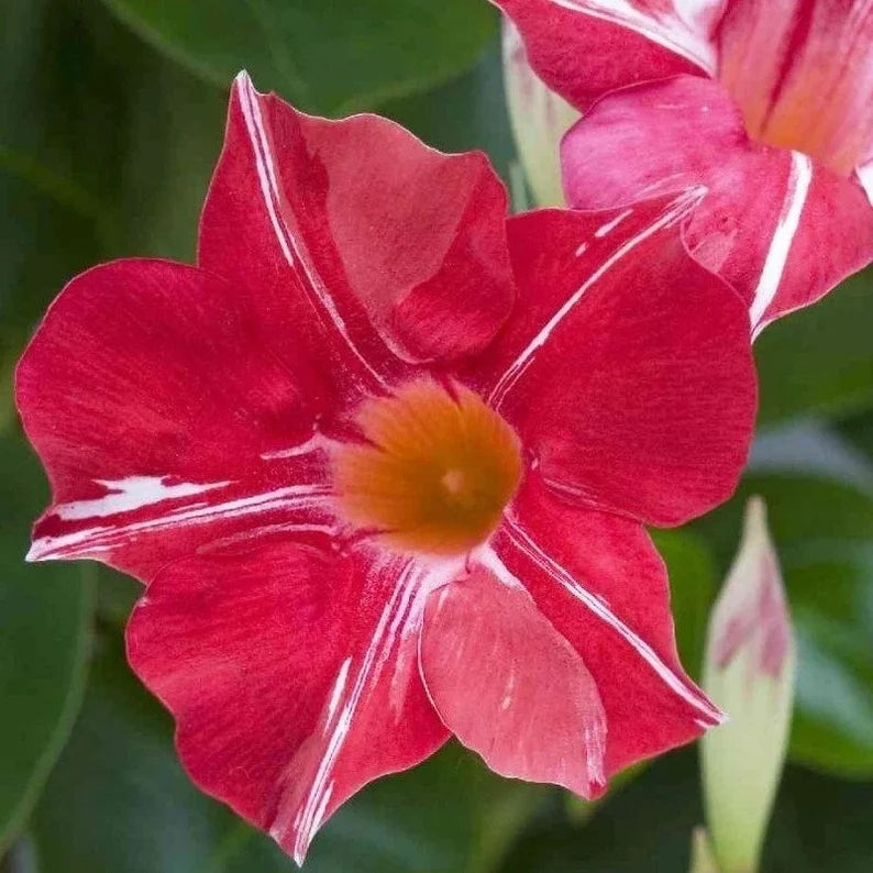 Mandevilla Diamantina Agathe Scarlet