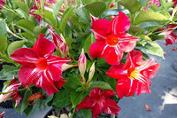 Mandevilla Diamantina Agathe Scarlet