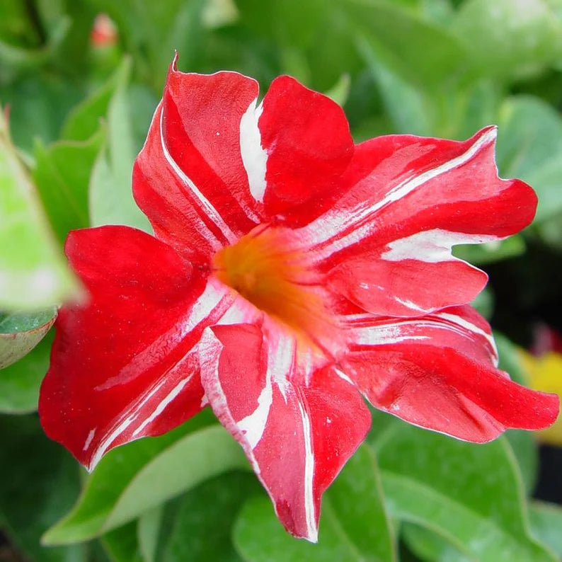 Mandevilla Diamantina Agathe Scarlet