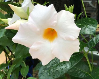 Mandevilla Diamantina Agathe White - Ladybird Nursery