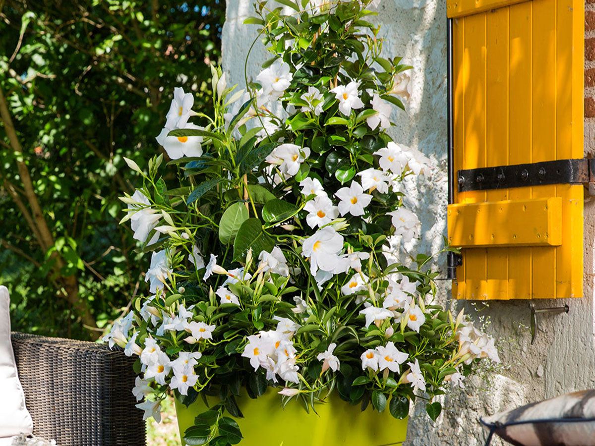 Mandevilla Diamantina Agathe White