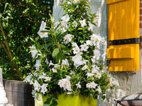 Mandevilla Diamantina Agathe White - Ladybird Nursery