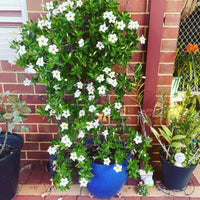 Mandevilla Diamantina Agathe White - Ladybird Nursery