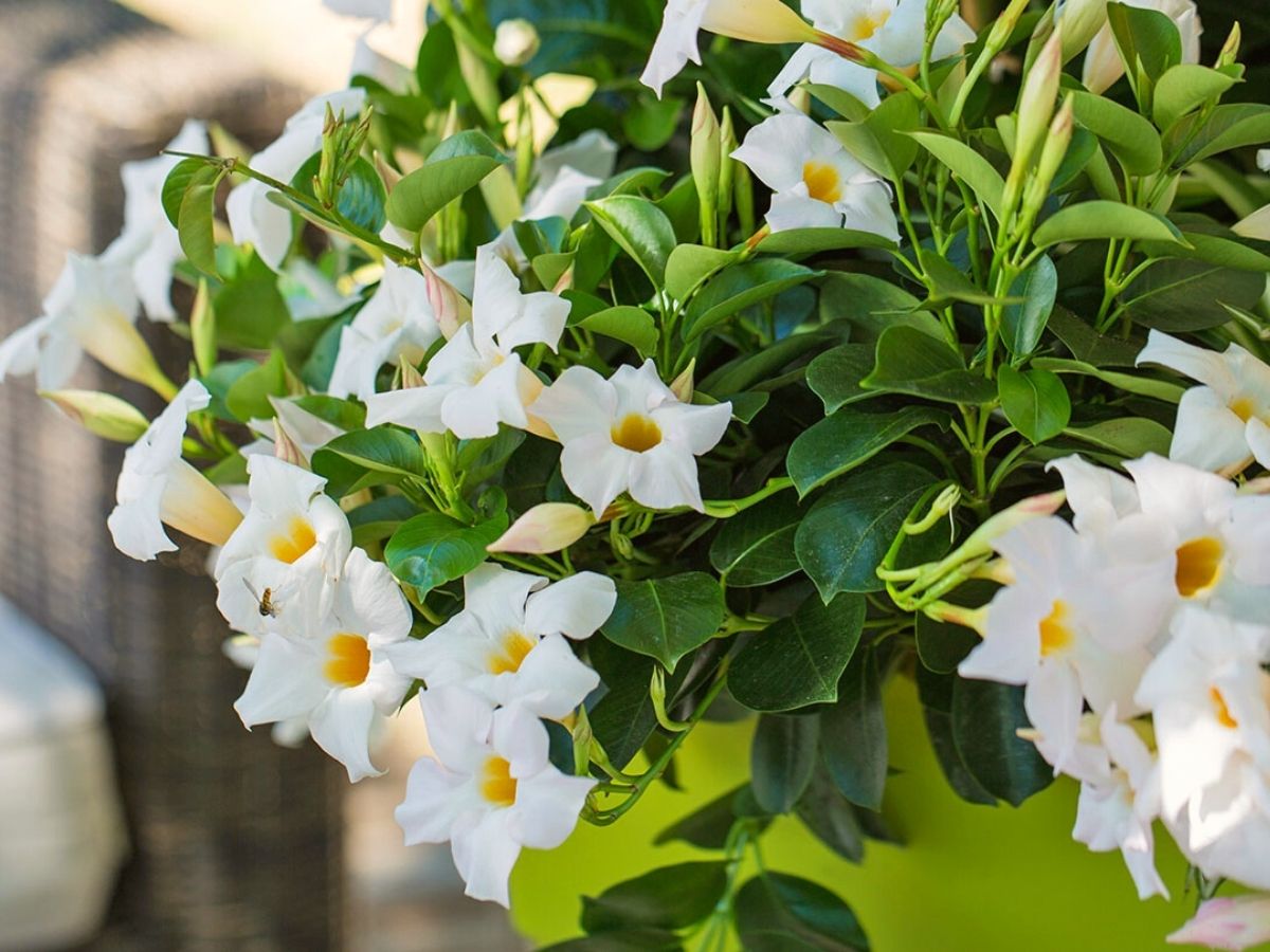 Mandevilla Diamantina Agathe White