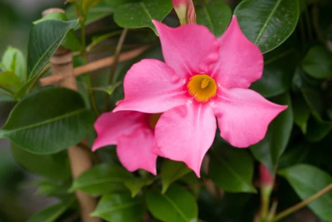 Mandevilla Diamantina Fuchsia Flame - Ladybird Nursery