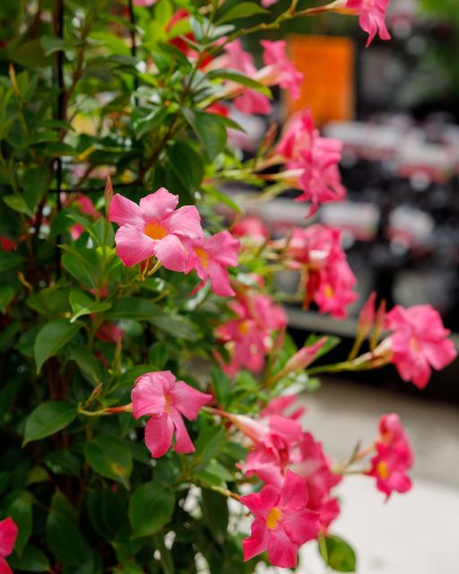 Mandevilla Diamantina Fuchsia Flame