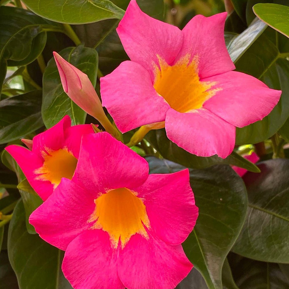 Mandevilla Diamantina Fuchsia Flame - Ladybird Nursery