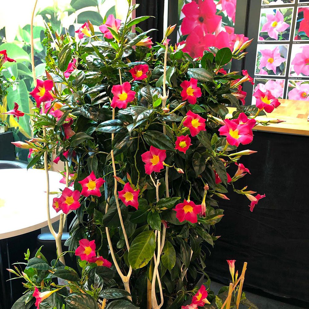 Mandevilla Diamantina Fuchsia Flame - Ladybird Nursery
