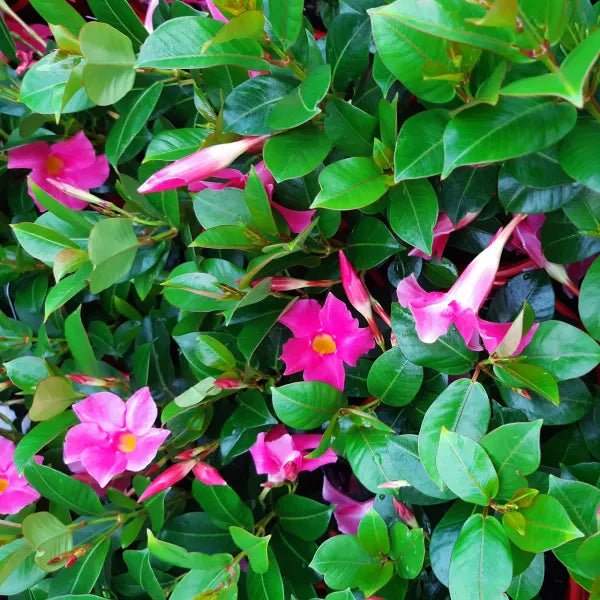 Mandevilla Diamantina Fuchsia Flame - Ladybird Nursery