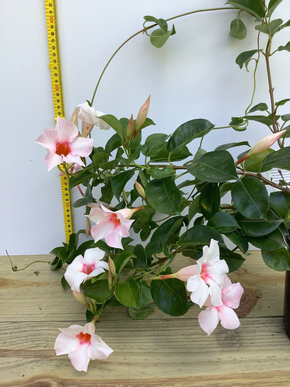 Mandevilla Diamantina Jade Apple Blossom