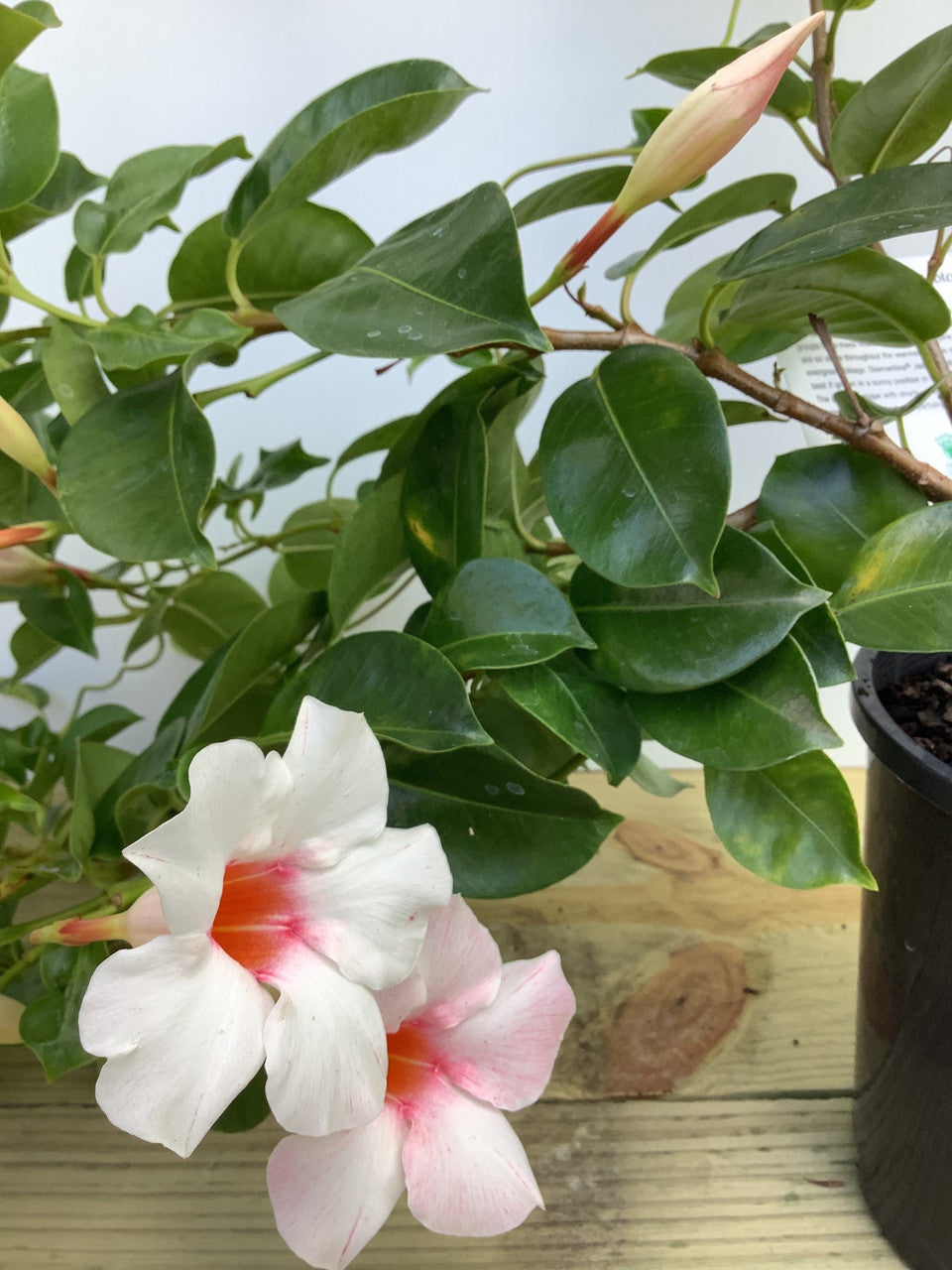 Mandevilla Diamantina Jade Apple Blossom