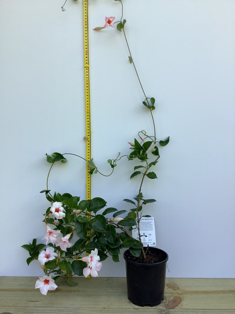 Mandevilla Diamantina Jade Apple Blossom