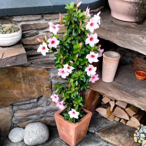 Mandevilla Diamantina Jade Apple Blossom - Ladybird Nursery