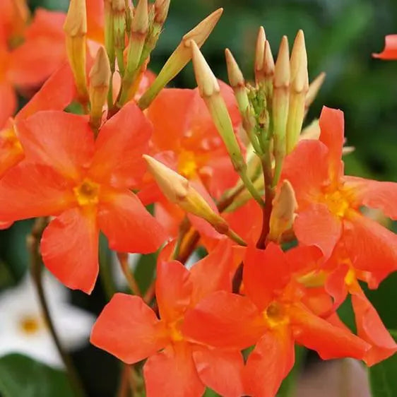 Mandevilla Diamantina Jade Orange Coral