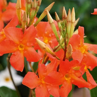 Mandevilla Diamantina Jade Orange Coral