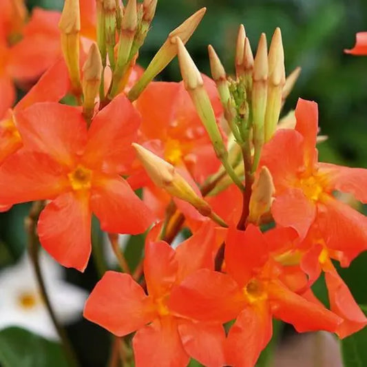 Mandevilla Diamantina Jade Orange Coral