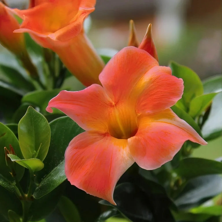 Mandevilla Diamantina Jade Orange Coral