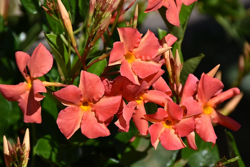 Mandevilla Diamantina Jade Orange Coral